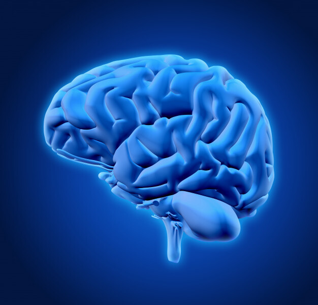 3d-brain_1048-9244 3d-brain_1048-9244