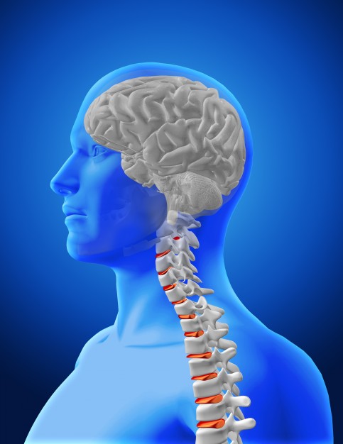 brain-spine-design_1048-1858