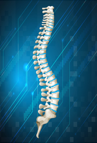 human-spine-diagram-blue_1308-14749_50 human-spine-diagram-blue_1308-14749_50